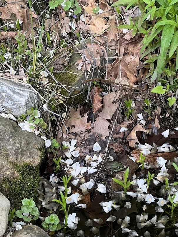 Two frogs