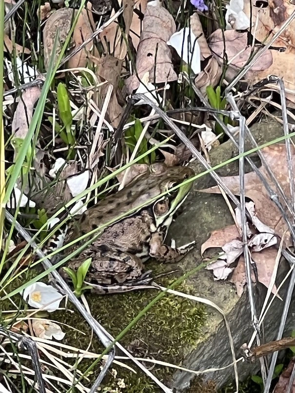 High road frog