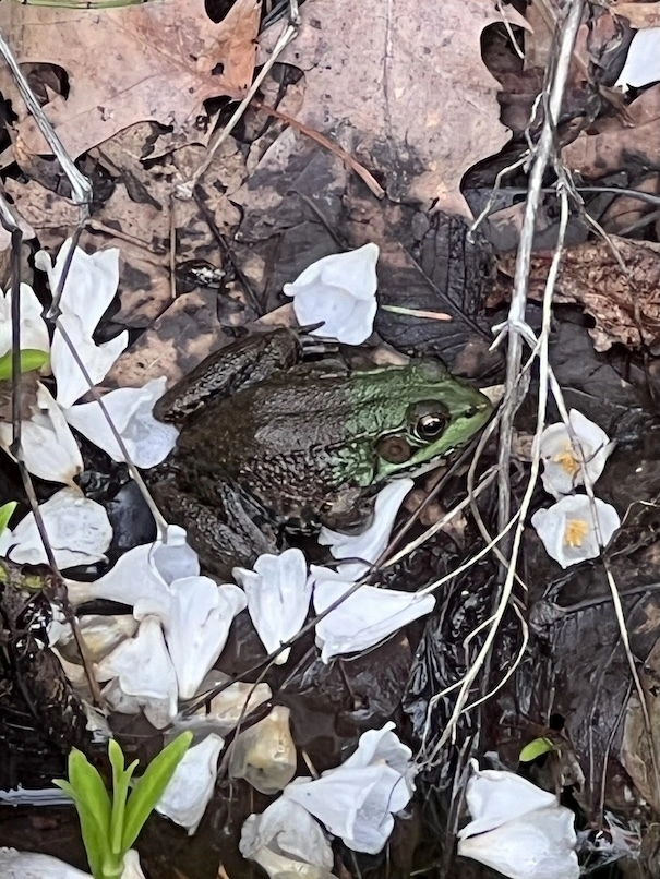 Low road frog
