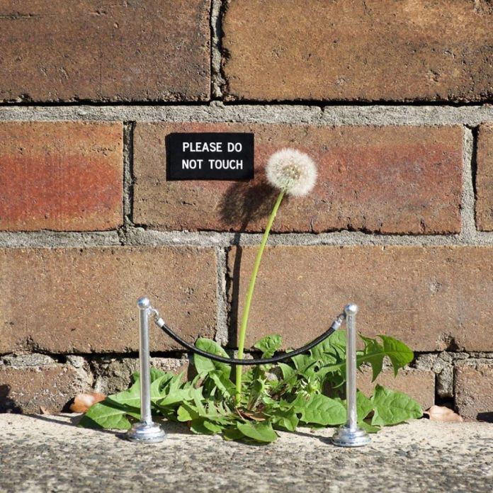 A single dandelion flower surrounded by a miniature velvet rope barrier with a sign on the brick wall behind it reading "PLEASE DO NOT TOUCH." The artwork by Michael Pederson in Sydney, Australia, humorously elevates the humble weed to an object of artistic reverence.