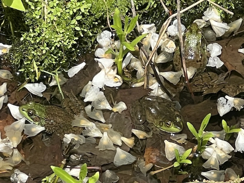 Three frogs!