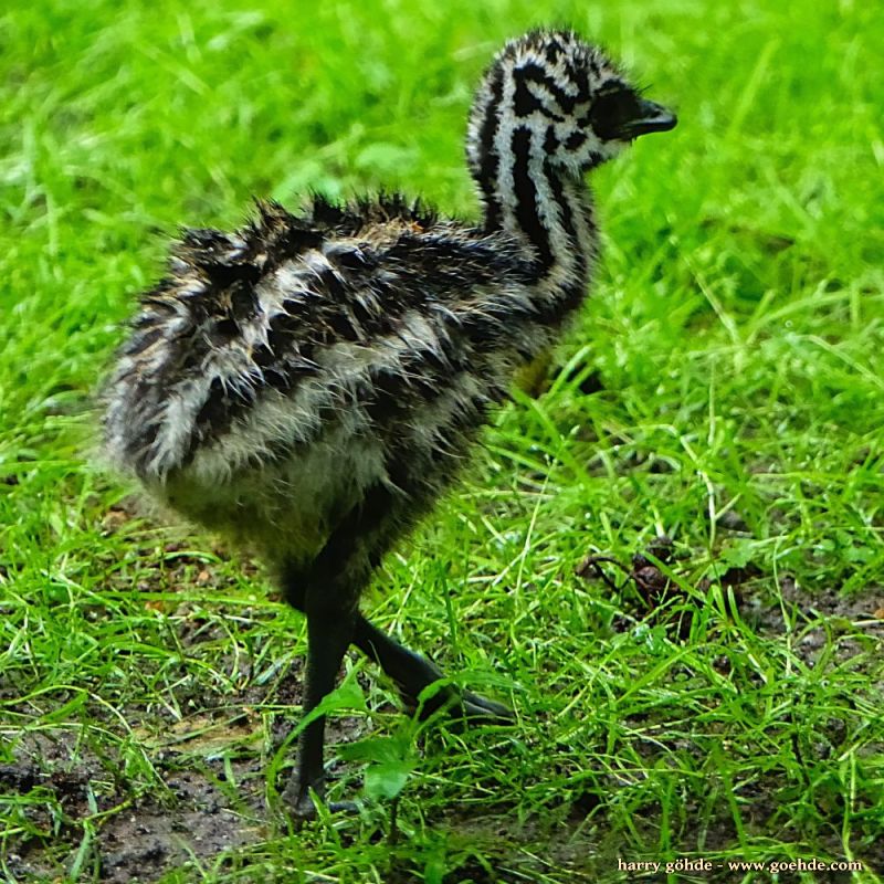 Regentag