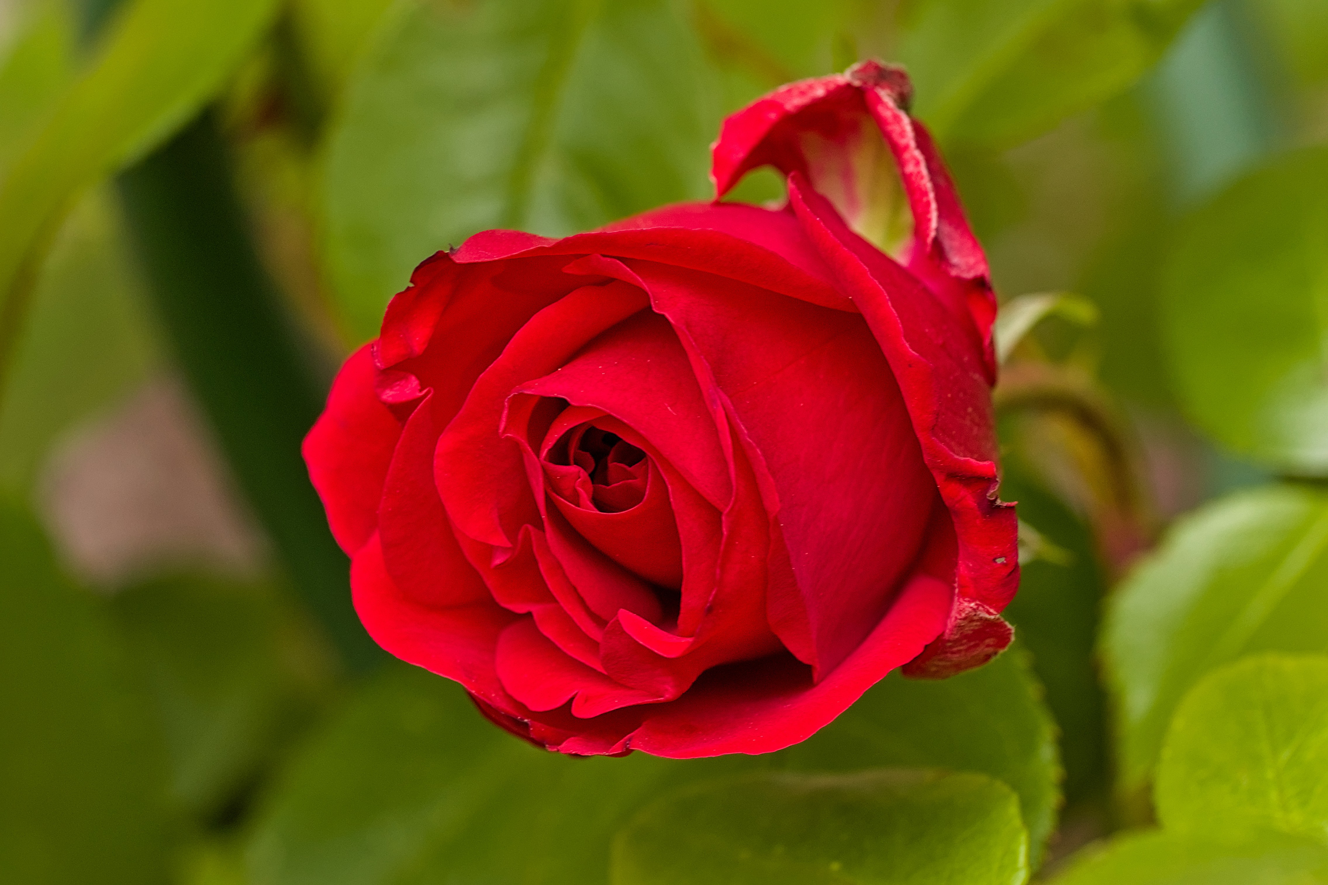 Image/photo