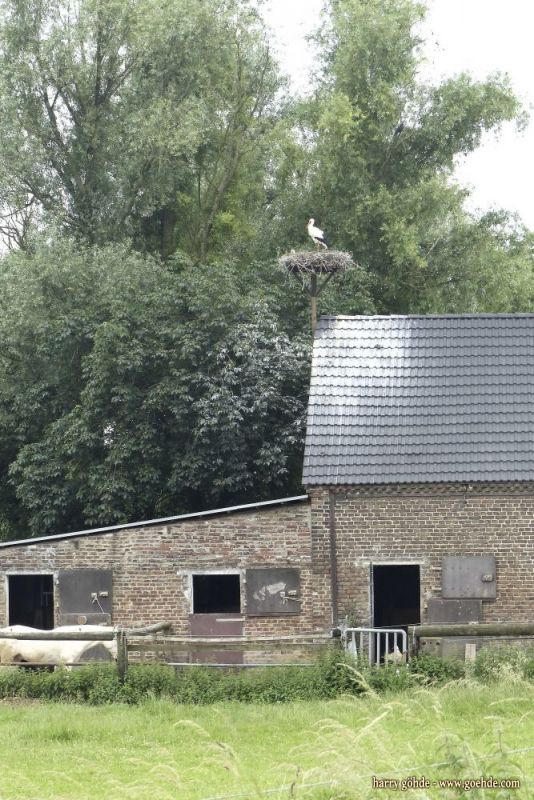 Storchennest