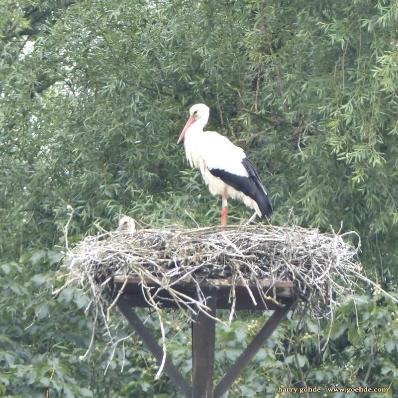 Storchennest