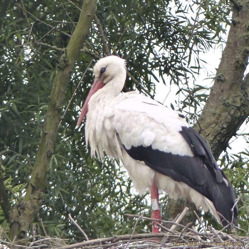 Storchennest
