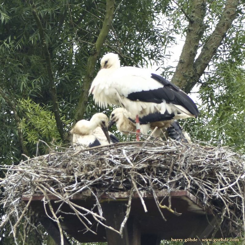 Storchennest