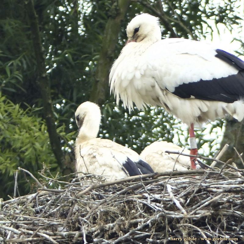 Storchennest