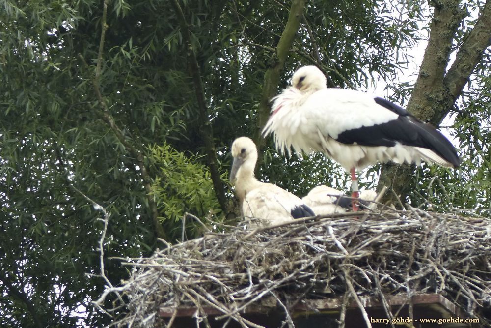 Storchennest
