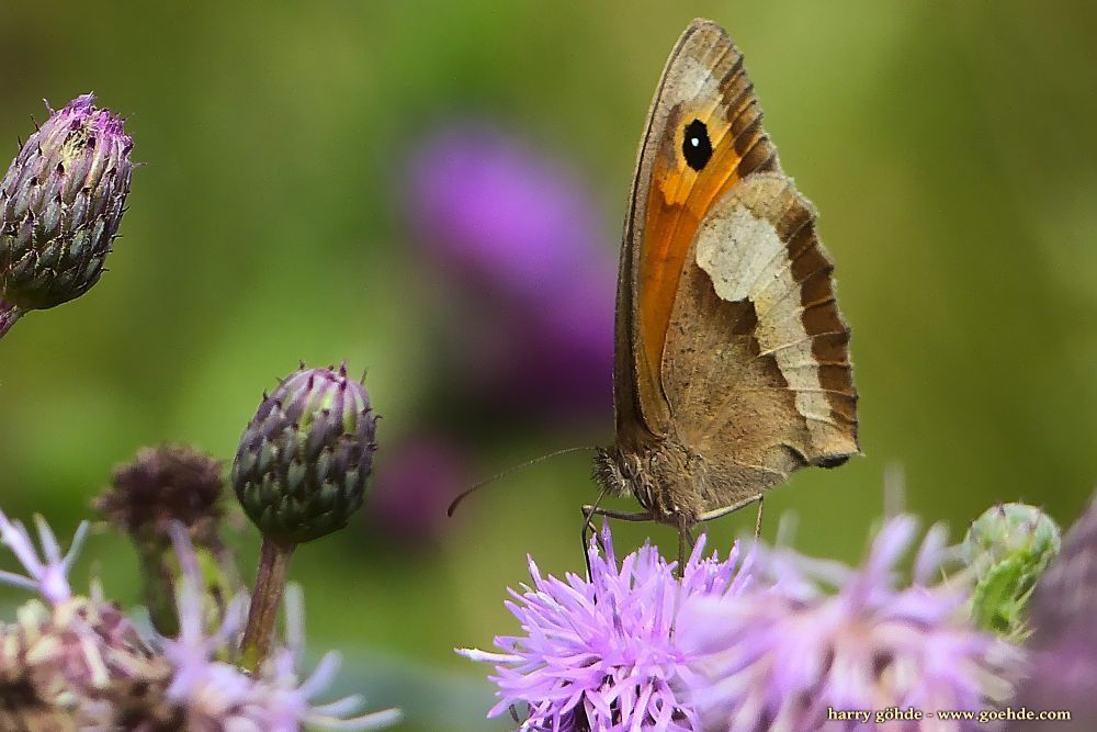 Großes Ochsenauge auf Distel