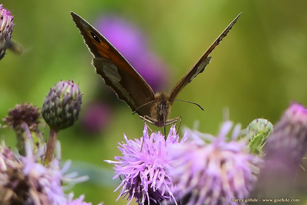 Großes Ochsenauge auf Distel