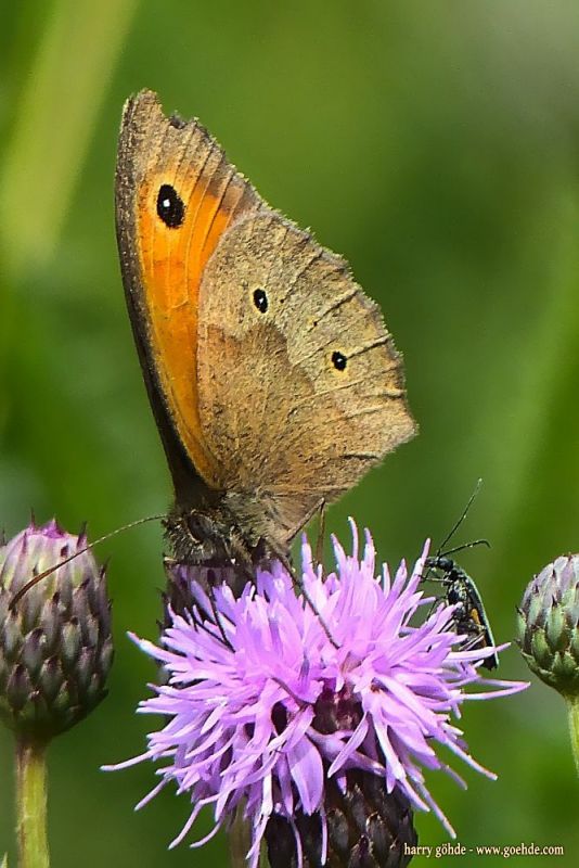 Großes Ochsenauge auf Distel
