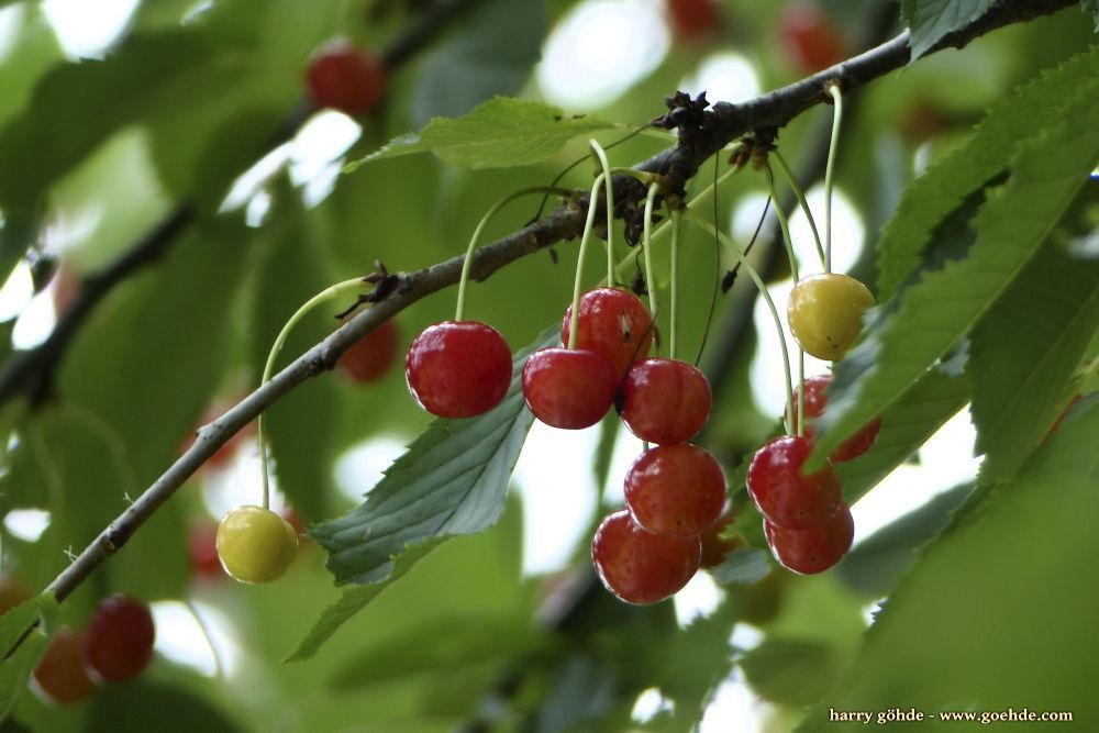 Rote Kirschen