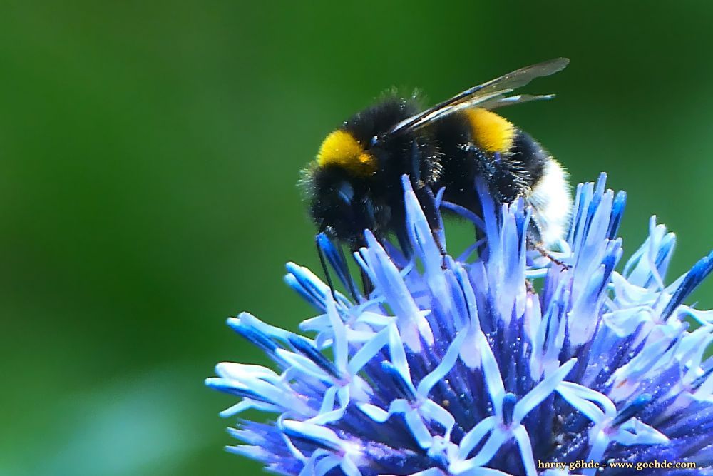 Hummel an Kugeldistel