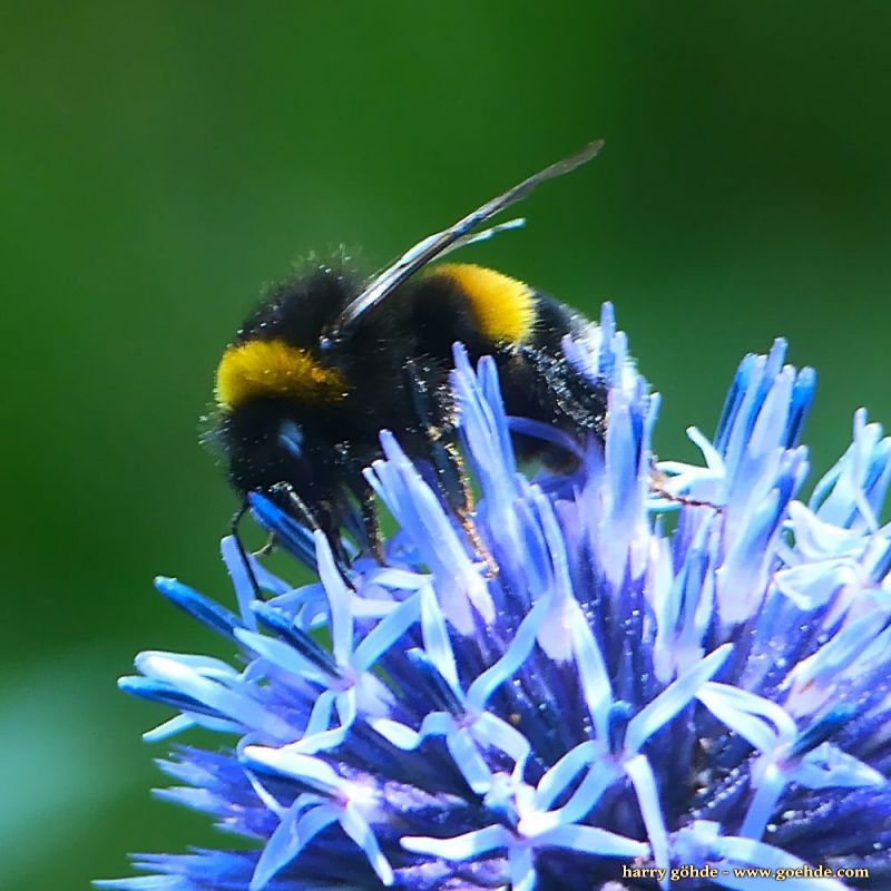 Hummel an Kugeldistel