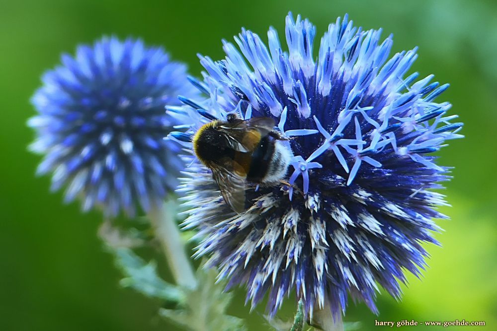 Hummel an Kugeldistel