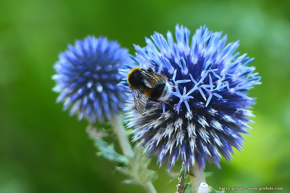 Hummel an Kugeldistel