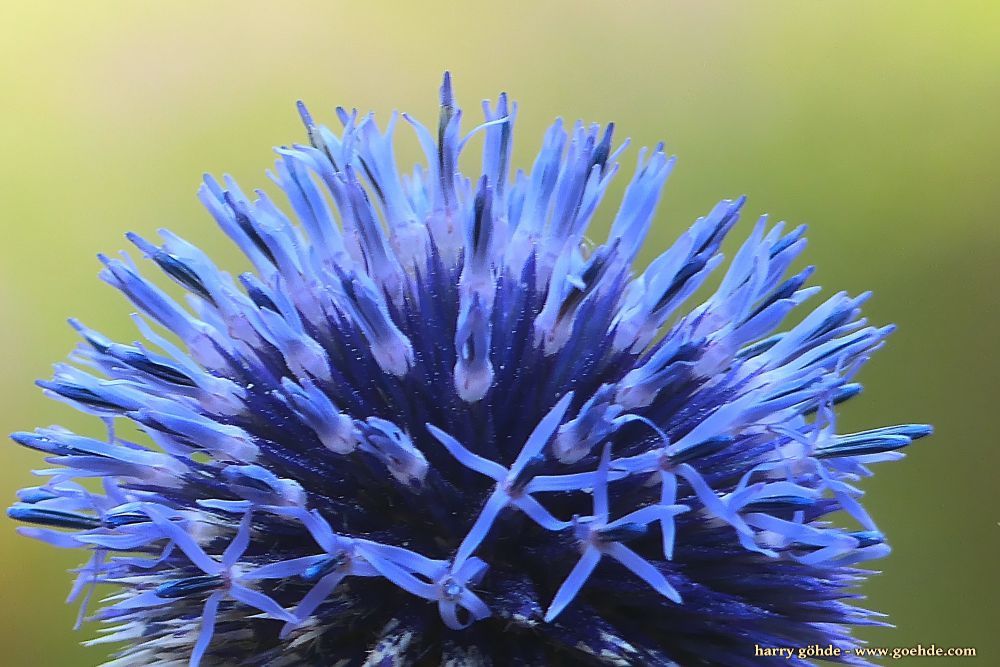 Hummel an Kugeldistel