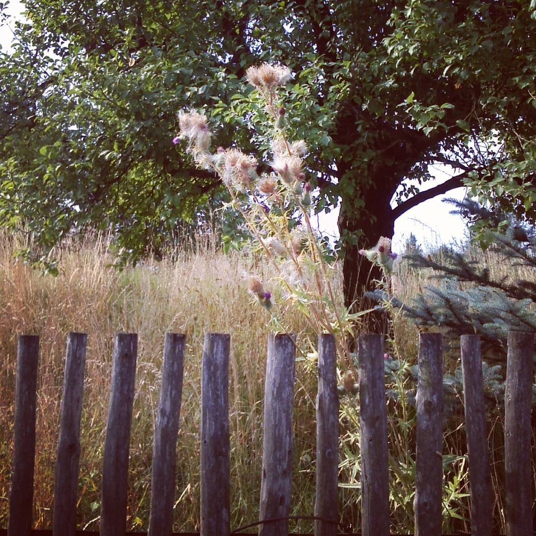 A meadow, mature grass behind an old wooden fence. Trees in between. Summer light.