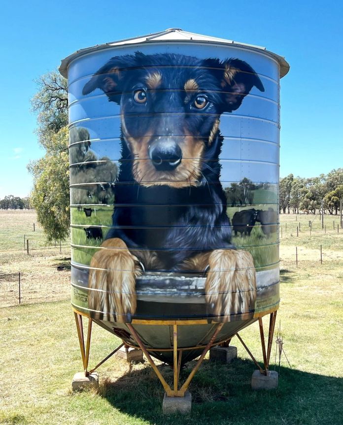 A silo mural by Jimmy Dvate in Major Plains, Australia, featuring a working dog with sharp eyes and rich fur detail. The pastoral background complements the realistic depiction of the dog on the grain silo.