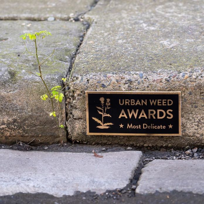 A small plaque installed on a curb reads "Urban Weed Awards: Most Delicate," with an illustration of a plant above the text. Next to the plaque, a fragile weed grows from a crack in the pavement. This humorous street art piece by Michael Pederson in Sydney, Australia, celebrates the resilience of urban plants.