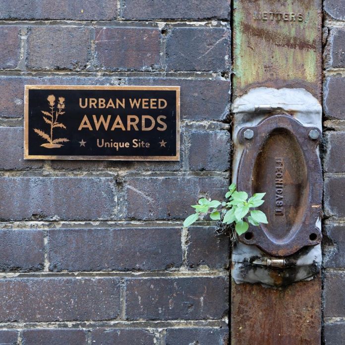 A plaque on a brick wall reads "Urban Weed Awards: Unique Site," with a small plant sprouting from the base of a rusted pipe fitting nearby. This clever piece by Michael Pederson in Sydney, Australia, humorously acknowledges the persistence of nature in urban settings.
