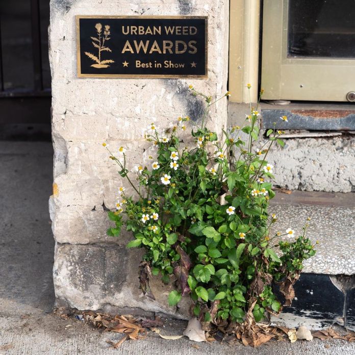 A plaque on the corner of a building reads "Urban Weed Awards: Best in Show," placed above a vibrant patch of flowering weeds growing from the base of the structure. This street art by Michael Pederson in Sydney, Australia, humorously honors the overlooked beauty of urban plant life.