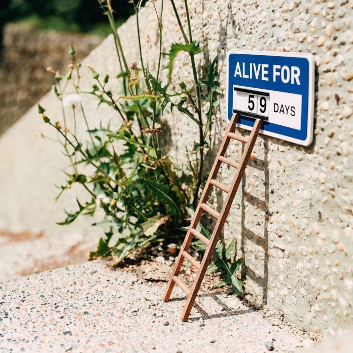 A small wooden ladder leans against a concrete wall next to a blue sign that reads "ALIVE FOR 59 DAYS." Weeds grow from the cracks nearby, adding to the playful commentary on the fragility and persistence of urban nature. This is a street art installation by Michael Pederson in Sydney, Australia.