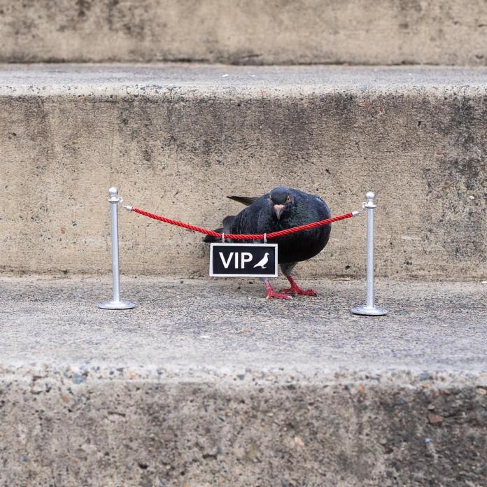 A pigeon stands under a miniature red rope barrier labeled "VIP" on a concrete step, staring forward. This playful street art installation by Michael Pederson in Sydney, Australia, humorously grants the bird an exclusive status.