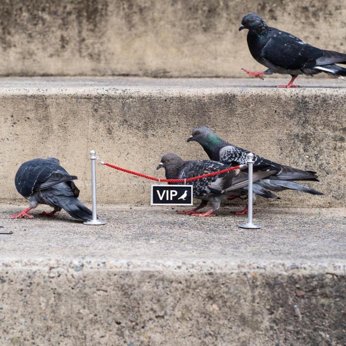 A group of pigeons gathers behind a miniature red rope barrier labeled "VIP" on a concrete step, humorously mimicking a VIP event. This installation by Michael Pederson in Sydney, Australia, adds humor by elevating urban pigeons to celebrity-like importance.