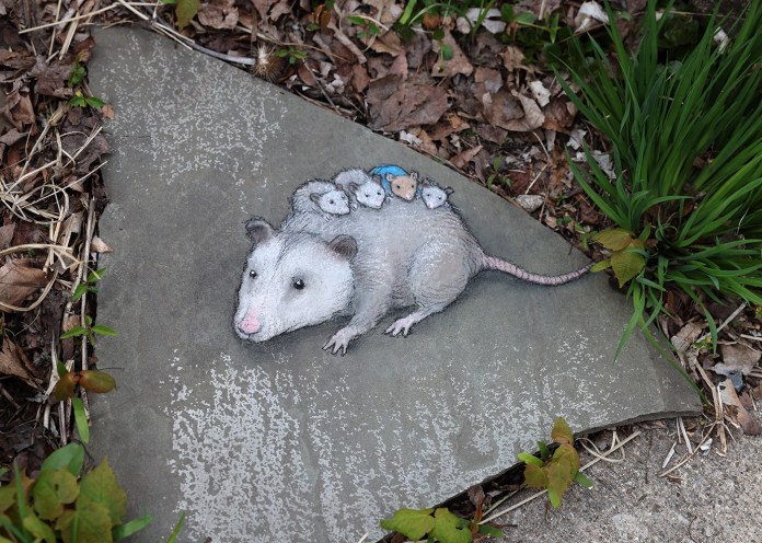 A heartwarming chalk art illustration by David Zinn featuring an opossum carrying several tiny babies on its back, drawn on a large, flat stone. One of the babies is wearing a blue outfit, adding a playful touch to the scene. The artwork is surrounded by dried leaves, grass, and green plants, seamlessly blending with the natural outdoor environment. The detailed textures of the stone and leaves enhance the realism and charm of the piece.