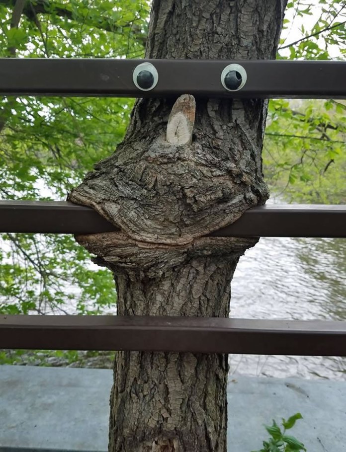 A tree trunk growing through a brown metal fence has been turned into a cartoon-like face with added googly eyes and a carved branch nose, making the bulge appear to smile.