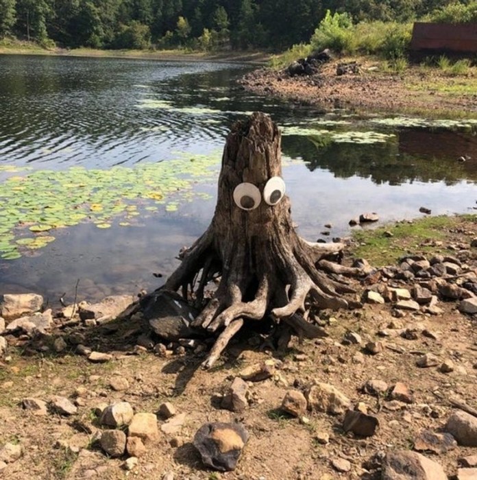 A tree stump on a rocky lakeside with large googly eyes attached, making it resemble a creature with twisted root-like limbs.