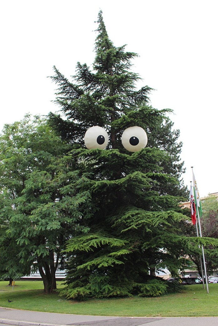 A large evergreen tree in a park fitted with two giant white inflatable eyeballs near the top, creating a monster-like appearance.