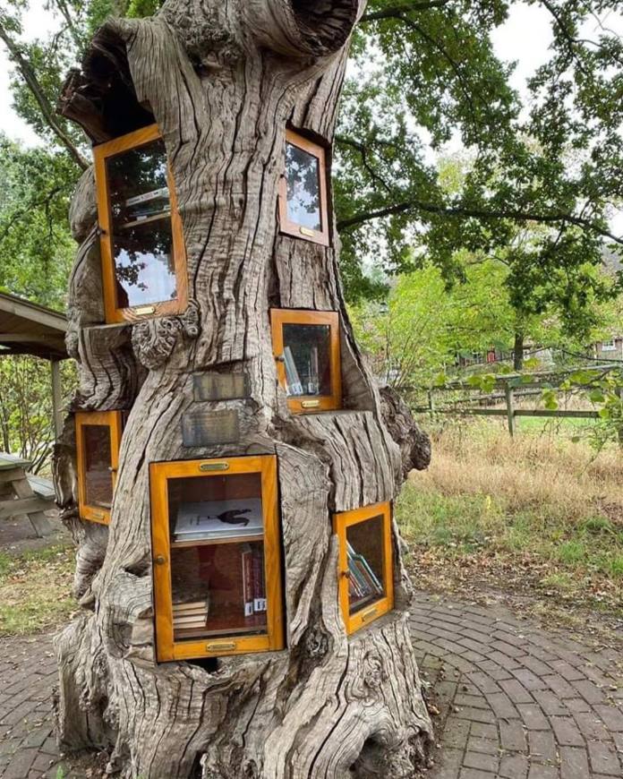 Full view of the open-air library tree in Ruurlo, Netherlands. Multiple small bookcases with glass-fronted wooden doors are built into the trunk of a thick, ancient chestnut tree standing on a brick path surrounded by greenery.