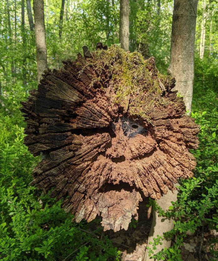 Tree trunk suspended in the forest with broken radial bark resembling a human face, including moss on top like hair and a spiderweb in one hollow eye.