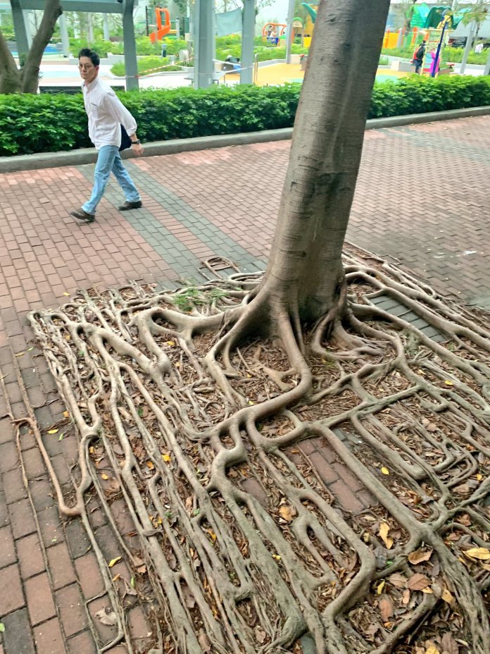 Banyan tree with roots growing flat and geometrically across brick pavement in a Hong Kong park, creating a pattern that resembles circuitry or an abstract grid.