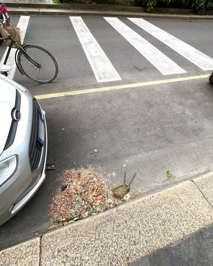 Mural of a snail placed next to a pile of real street debris, positioned at the curb as if it’s moving across the city landscape.