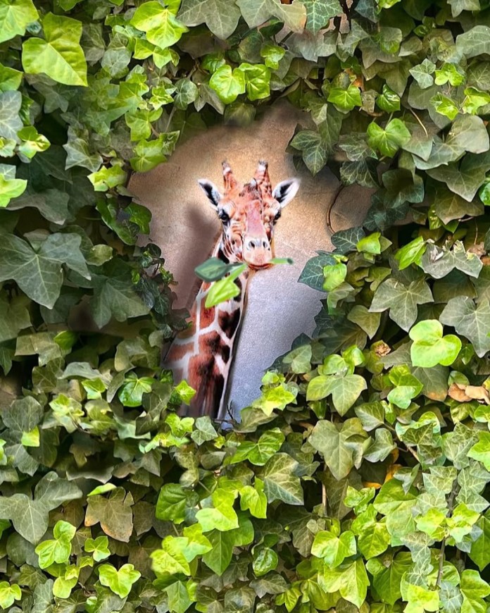 Giraffe head painted inside a break in ivy-covered wall, appearing as if it’s emerging through the leaves and looking out.