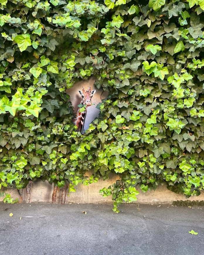 Giraffe head painted inside a break in ivy-covered wall, appearing as if it’s emerging through the leaves and looking out.