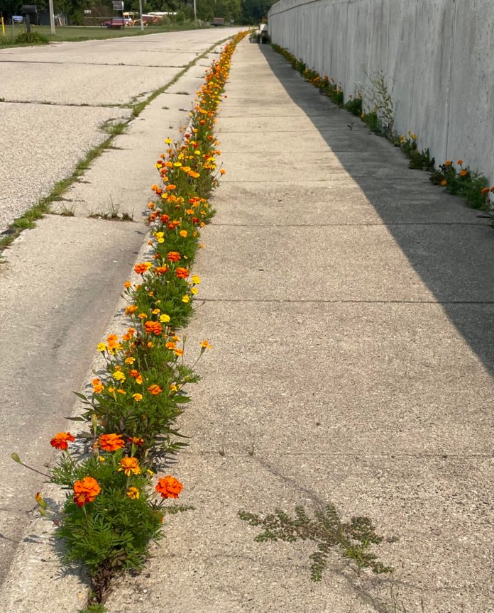 Line of marigold flowers blooming from a narrow sidewalk crack, planted by children as an urban nature experiment.