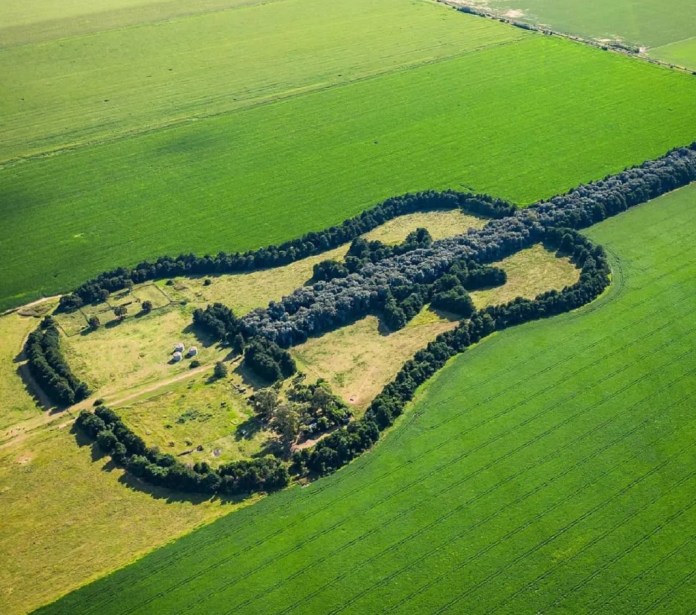 Aerial photo of a large guitar-shaped forest formed by carefully planted trees in Argentina.