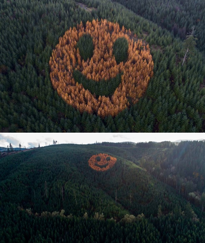 A hillside in Oregon where orange larch trees form a massive smiley face against a background of green firs, visible only from aerial view.