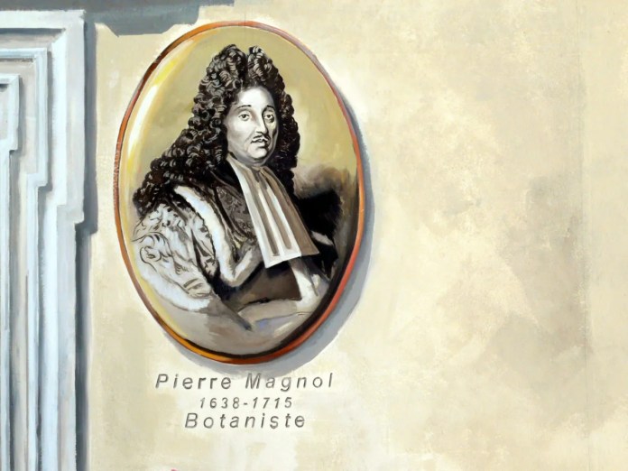 A painted portrait of Pierre Magnol, a French botanist (1638–1715), featured on a mural by Patrick Commecy in Montpellier, France. The portrait, framed in an oval, depicts Magnol with long, curly hair, wearing a formal period outfit with a high collar and ornate sleeves. Below the portrait, his name, birth and death years, and title 'Botaniste' (Botanist) are inscribed, paying tribute to his contributions to botany and the Montpellier region.