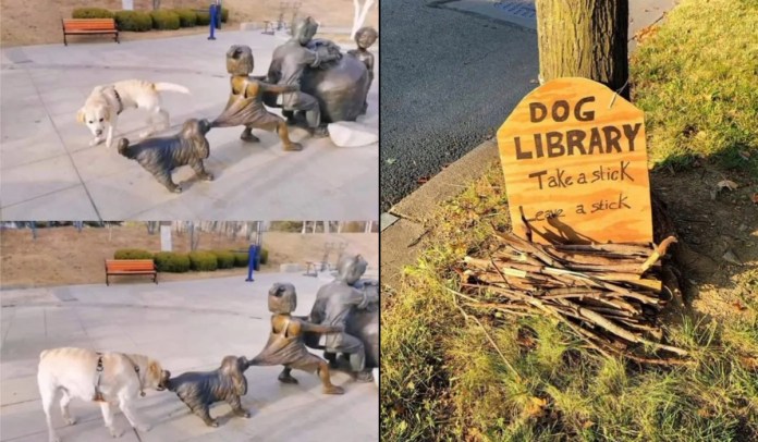 Split image showing two humorous dog-related public art scenes. On the left, a real Labrador dog playfully interacts with a bronze sculpture of a tug-of-war scene in a park, biting the tail of a metal dog. On the right, a wooden sign reading “DOG LIBRARY – Take a stick, Leave a stick” is mounted on a tree with a pile of sticks below it, forming a whimsical outdoor installation for dogs.