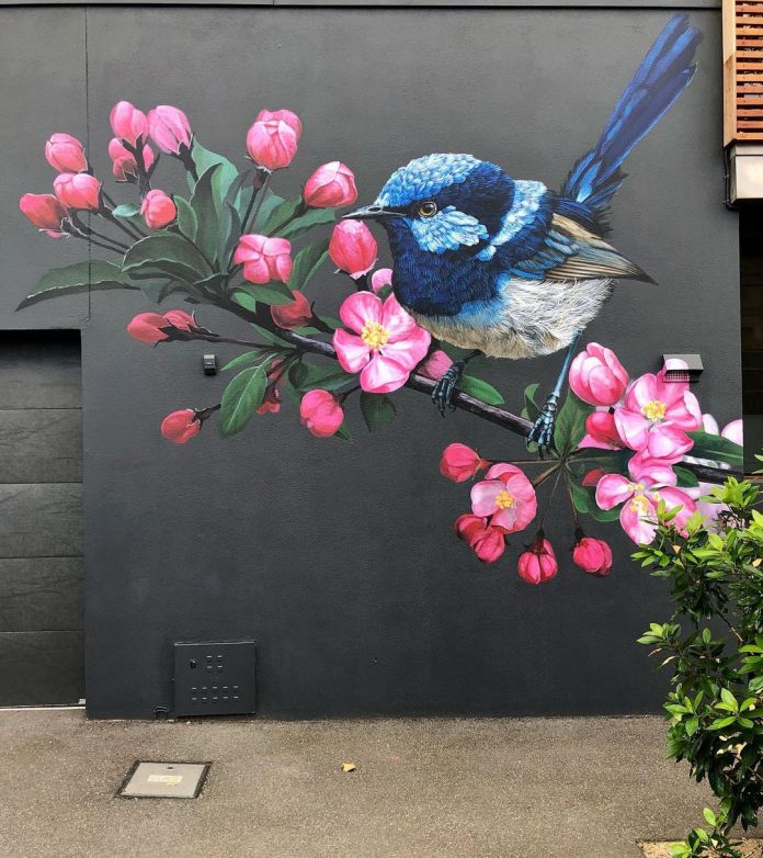 Mural of a blue fairywren on a branch of bright pink blossoms painted on a black wall in Carlton North, Melbourne.