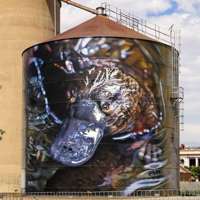 Silo mural of a platypus in water, painted with high photorealistic detail, showing water reflections and fine textures in Rochester, Victoria.