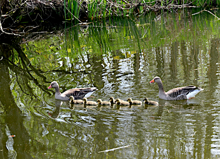 Foto van ganzenpaar met zeven kuikens zwemmend langs oever