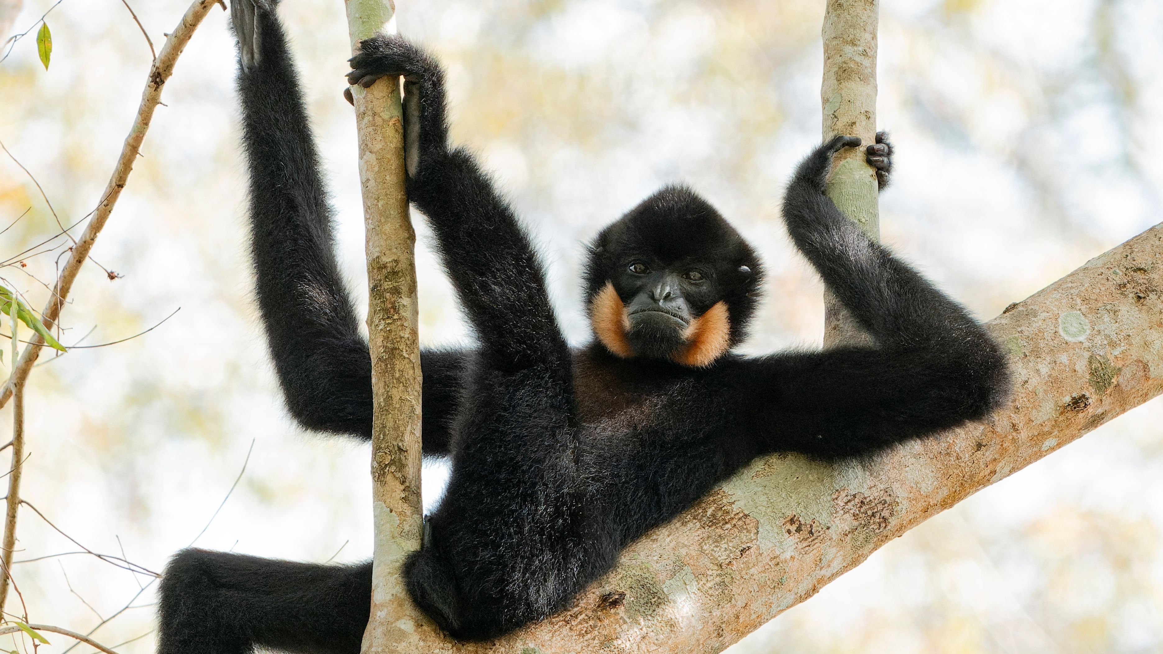 Diana Rebman Relaxinginthetrees