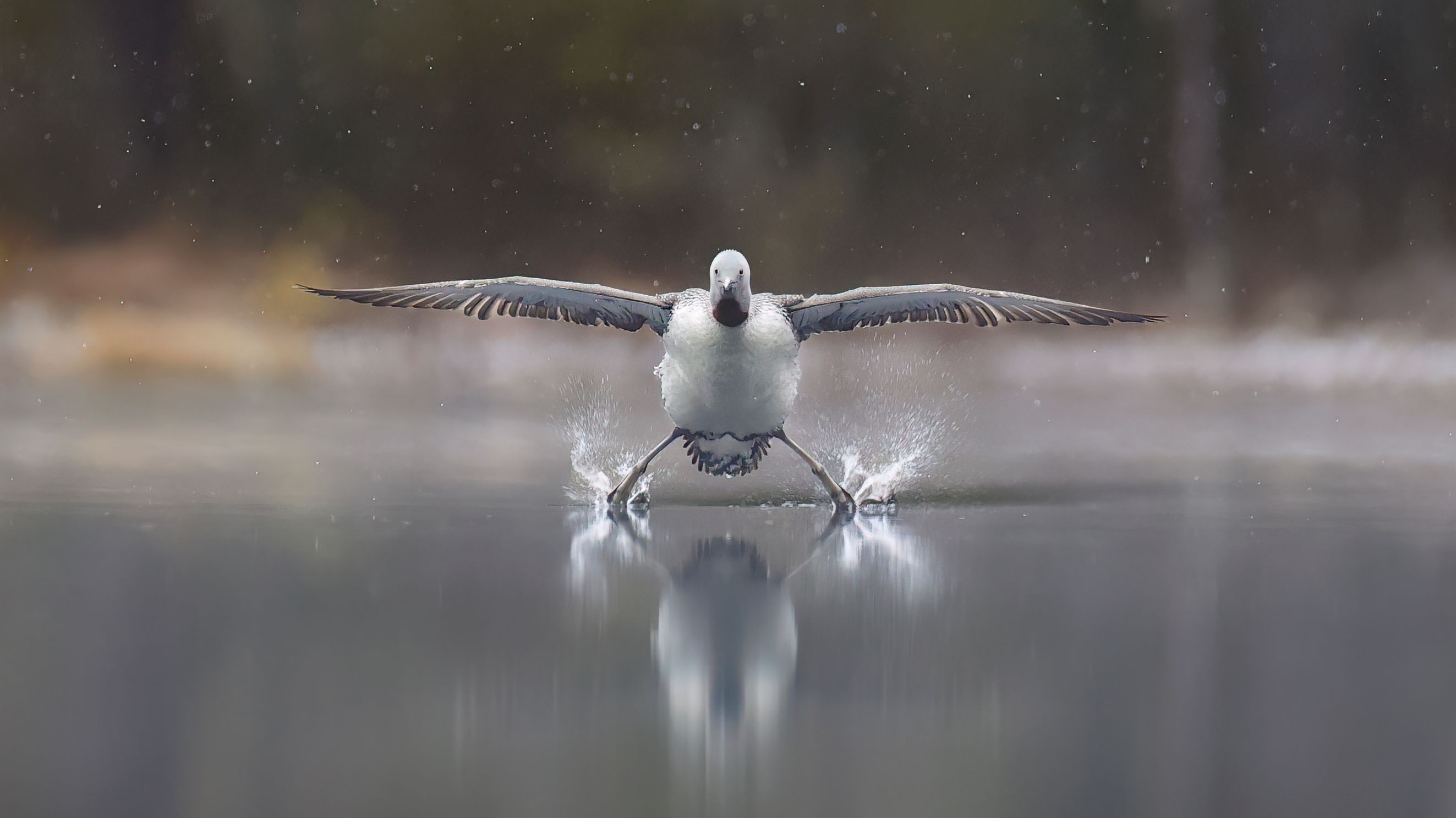 Erkko Badermann Landinggearsdown
